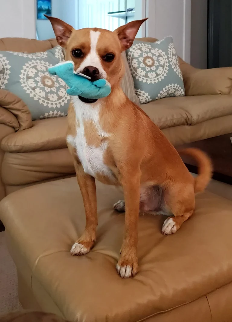 image features a Chihuahua, a small dog breed originating from Mexico